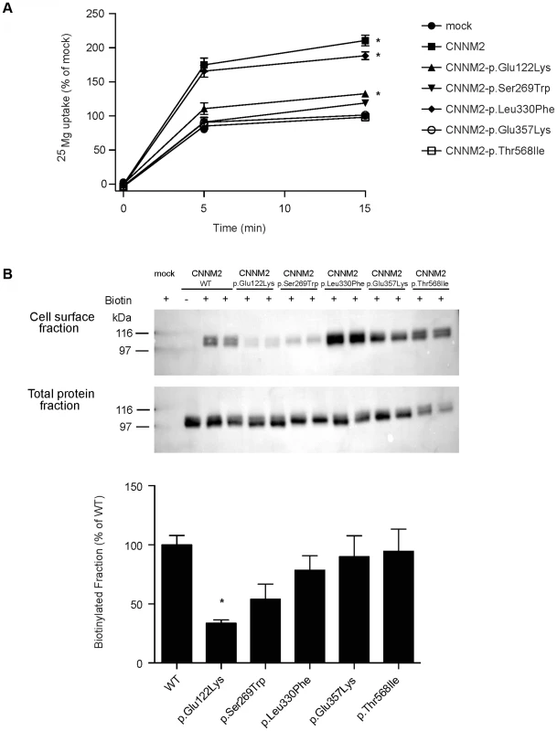 CNNM2 mutations impair Mg<sup>2+</sup> uptake in HEK293 cells.