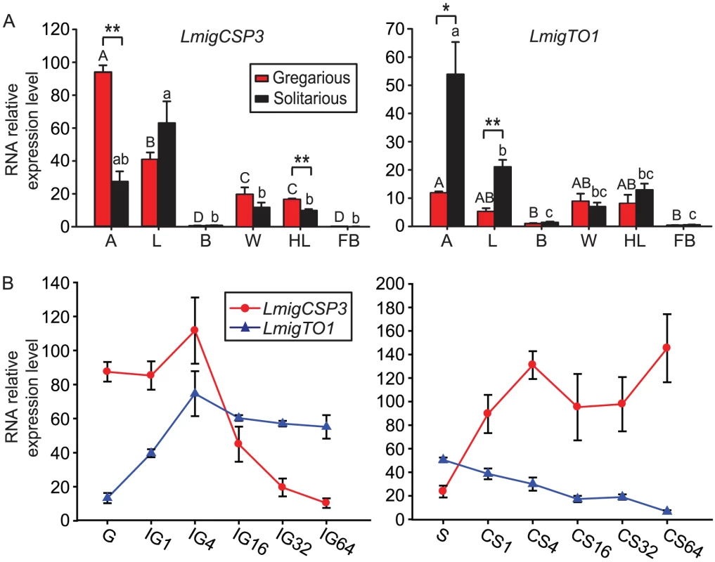 The tissue-specific and time course expression of <i>LmigCSP3</i> and <i>LmigTO1</i> genes in fourth-instar nymphs.