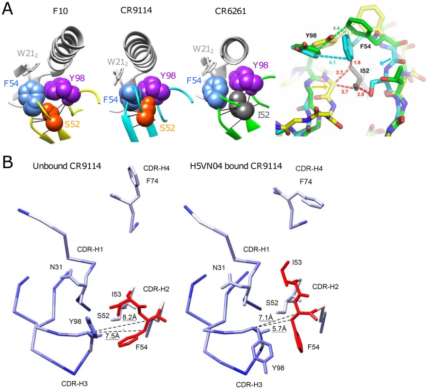 Understanding the structural role of the distinctive CDR-H2 amino acid substitutions in HV1-69-sBnAbs.