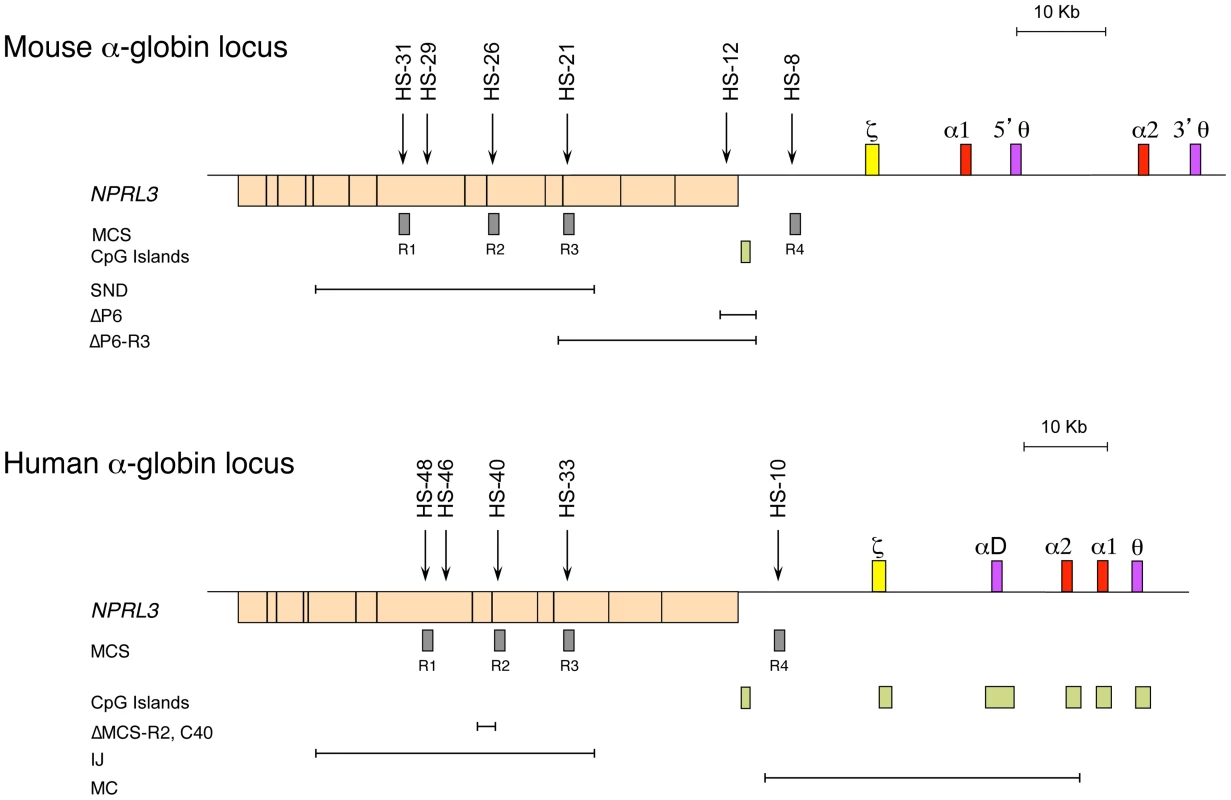 The chromosomal organisation of the mouse (top) and human (bottom) α-globin clusters.