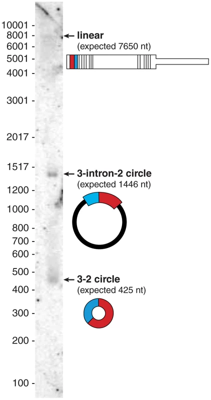 Northern blot shows the dominant isoform of CAMSAP1 is circular.