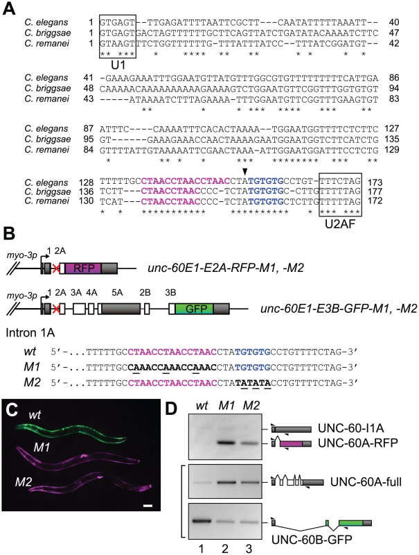 CUAAC repeats and UGUGUG stretch are required for muscle-specific alternative processing of the <i>unc-60</i> reporter.