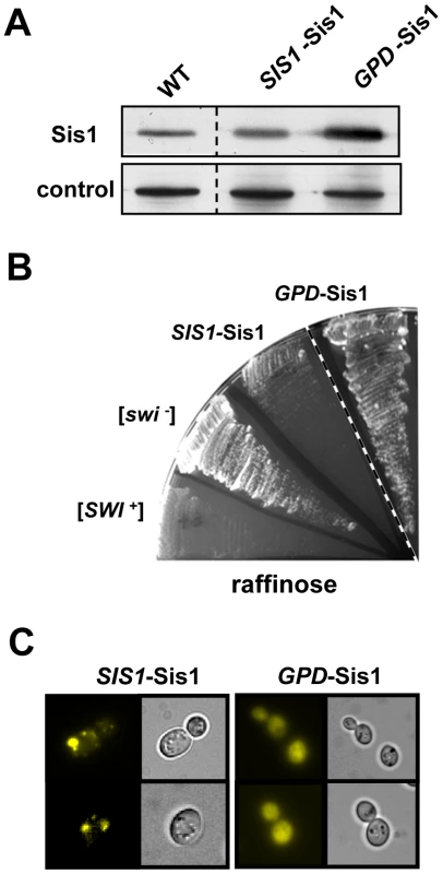 Overexpression of Sis1 cures [<i>SWI</i><sup>+</sup>].
