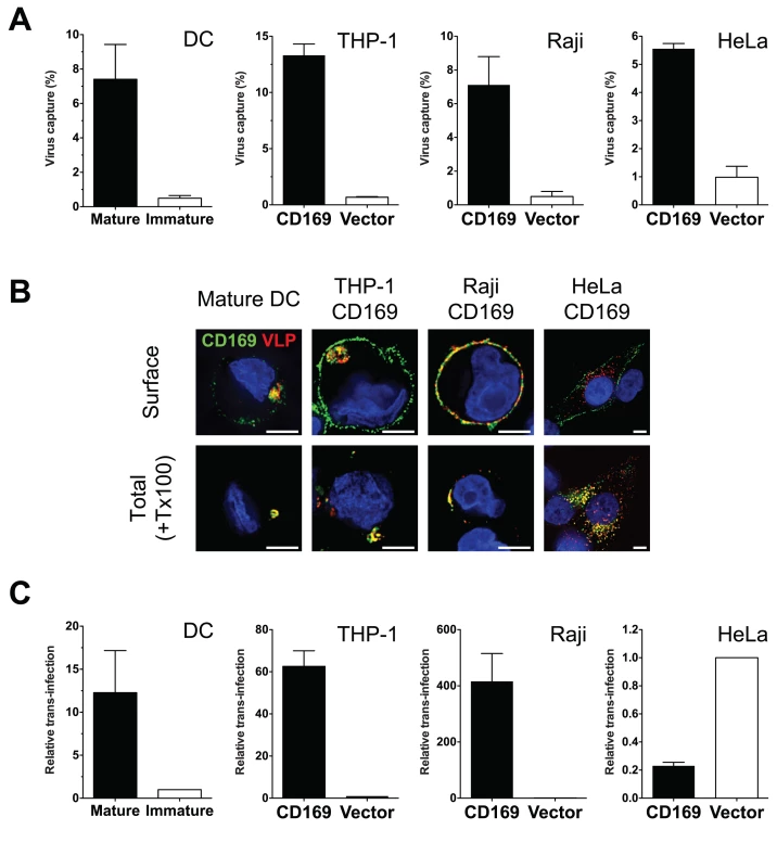 THP-1/CD169 cells recapitulate mature DC-mediated HIV-1 capture, trafficking and trans-infection of CD4<sup>+</sup> T cells.