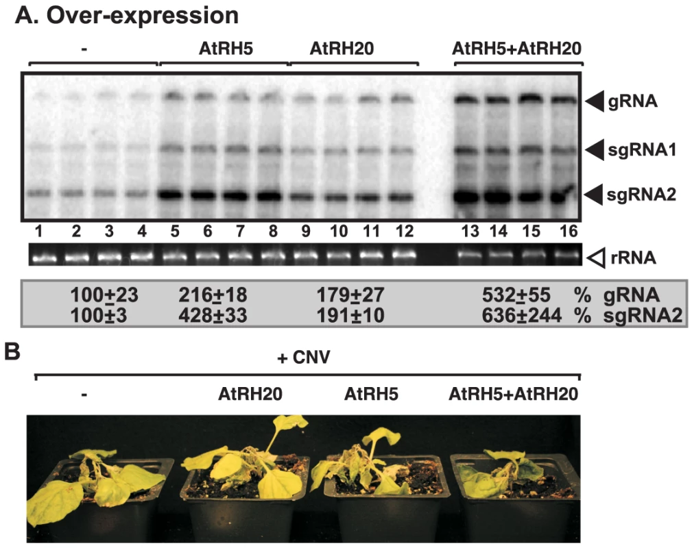 Synergistic stimulatory effect of over-expression of the eIF4IIIA-like AtRH5 and the DDX3-like AtRH20 DEAD-box helicases on tombusvirus RNA accumulation in <i>N. benthamiana</i>.