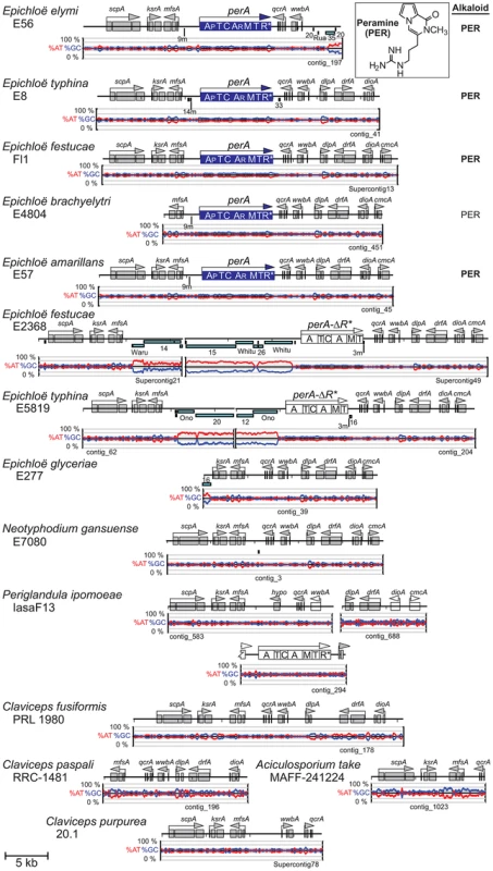 Peramine biosynthesis loci (<i>PER</i>) in epichloae and the homologous loci in other Clavicipitaceae.