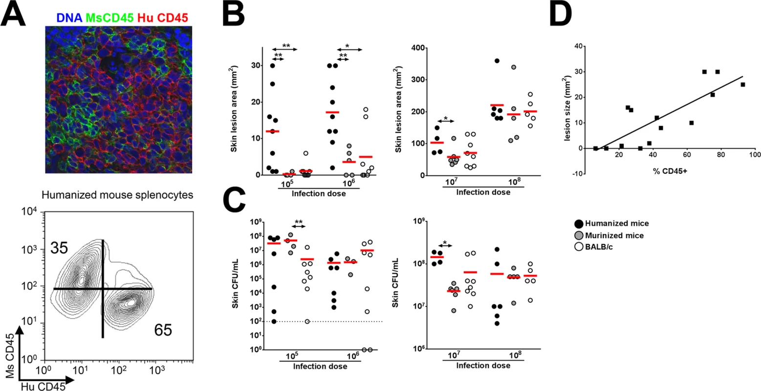 Humanized NSG mice show enhanced susceptibility to <i>S</i>. <i>aureus</i>-induced skin lesions.