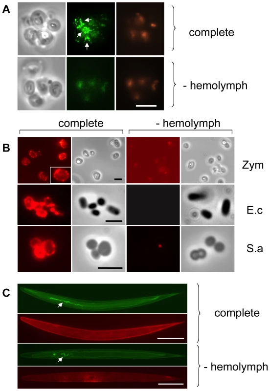 <i>Drosophila</i> Transglutaminase targets microbial surfaces.