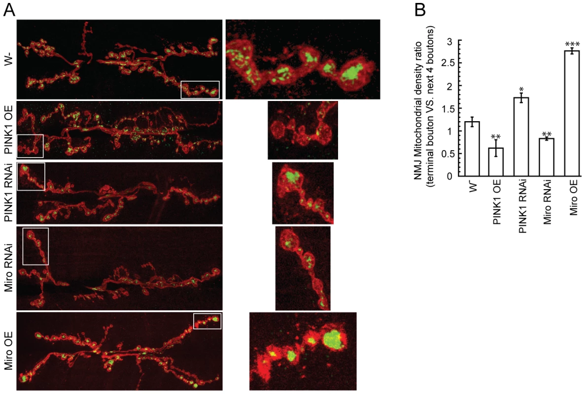PINK1 affects mitochondrial distribution within motor neuron nerve terminals at the <i>Drosophila</i> larval neuromuscular junction.
