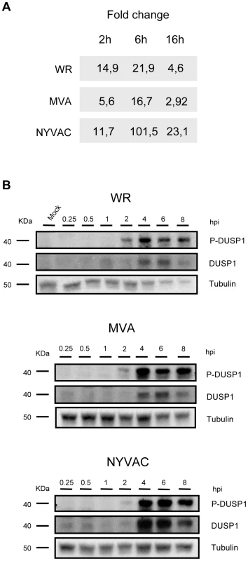 DUSP1 expression is upregulated upon VACV infection.