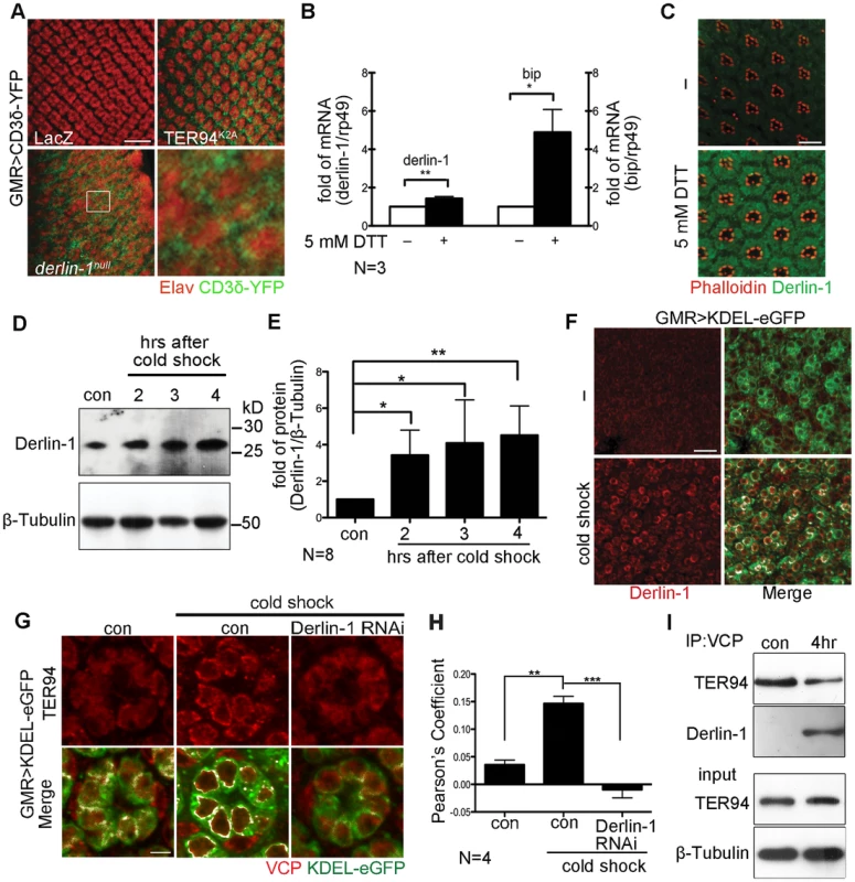 ER stress increases Derlin-1 expression and promotes the recruitment of TER94 to the ER.