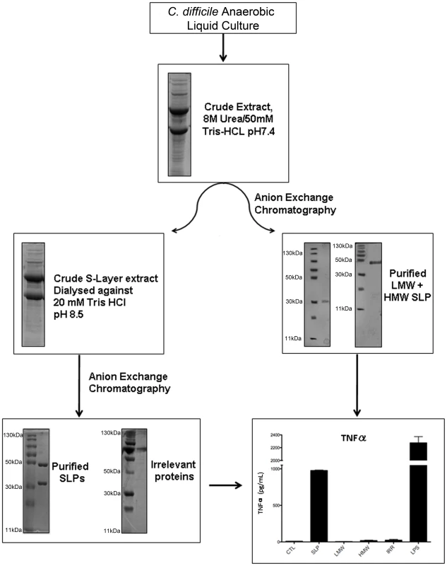 Purification and characterisation of SLPs isolated from <i>C. difficile</i>.