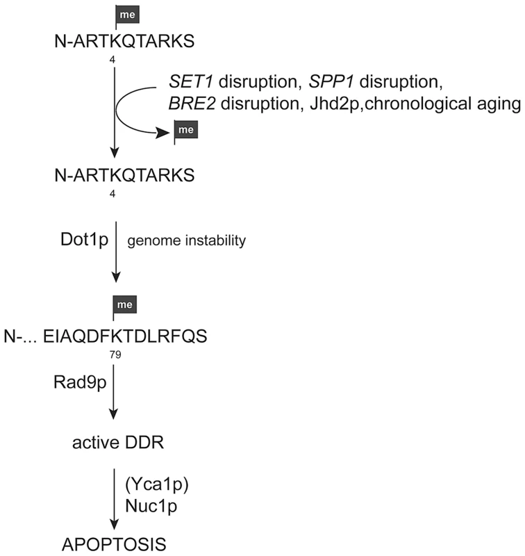 Model for apoptosis activation in yeast cells upon loss of H3K4 methylation.