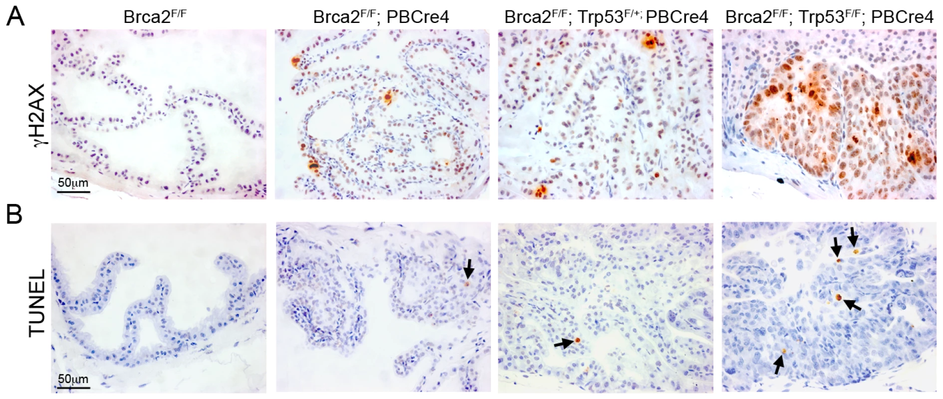 <i>Brca2;Trp53</i> mutants have increased DNA damage and apoptosis.