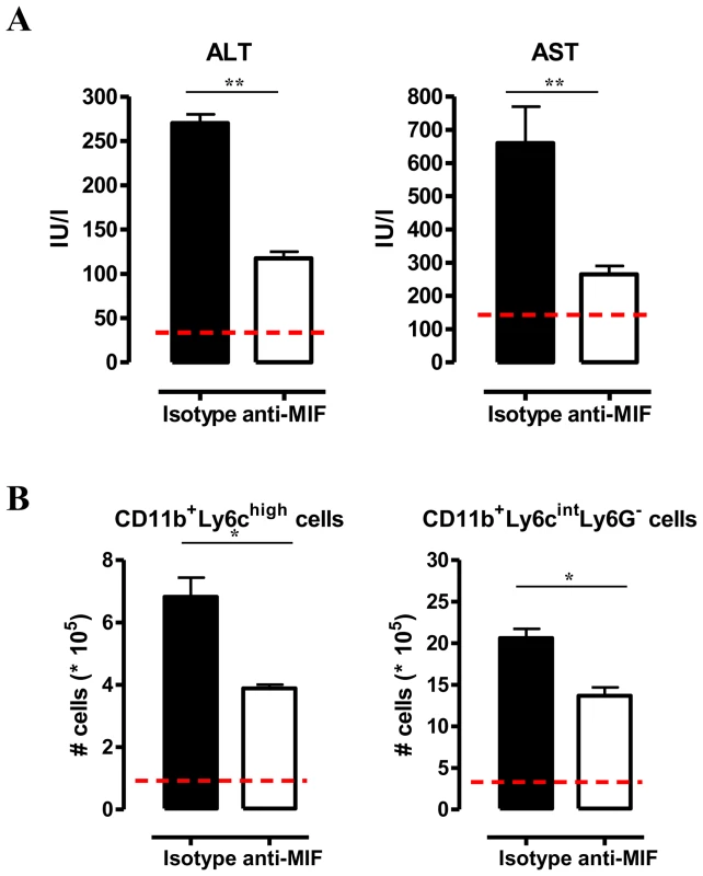 Anti-MIF treatment reduces serum ALT/AST levels and affects liver cell composition during <i>T. brucei</i> infection.