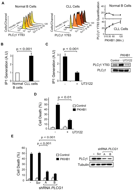 PLCγ1 controls PKHB1-induced PCD.