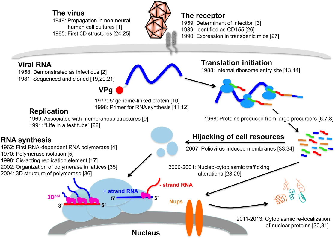 Replication cycle of poliovirus, annotated with references to key findings during the past 65 years.
