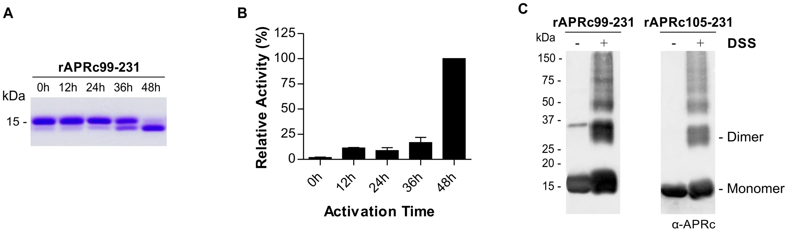 Auto-processing activity of the last intermediate of activation rAPRc<sub>99–231</sub>.