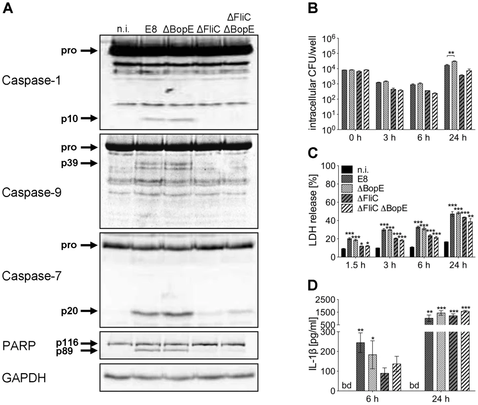 Deletion of <i>B. pseudomallei</i> BopE does not influence caspase-1 activation in macrophages.