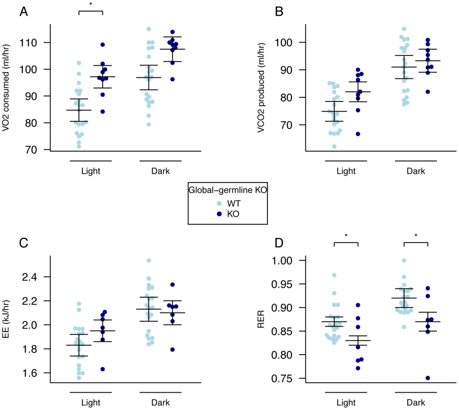 Energy expenditure and metabolism in male global germline <i>Fto</i> KO mice.