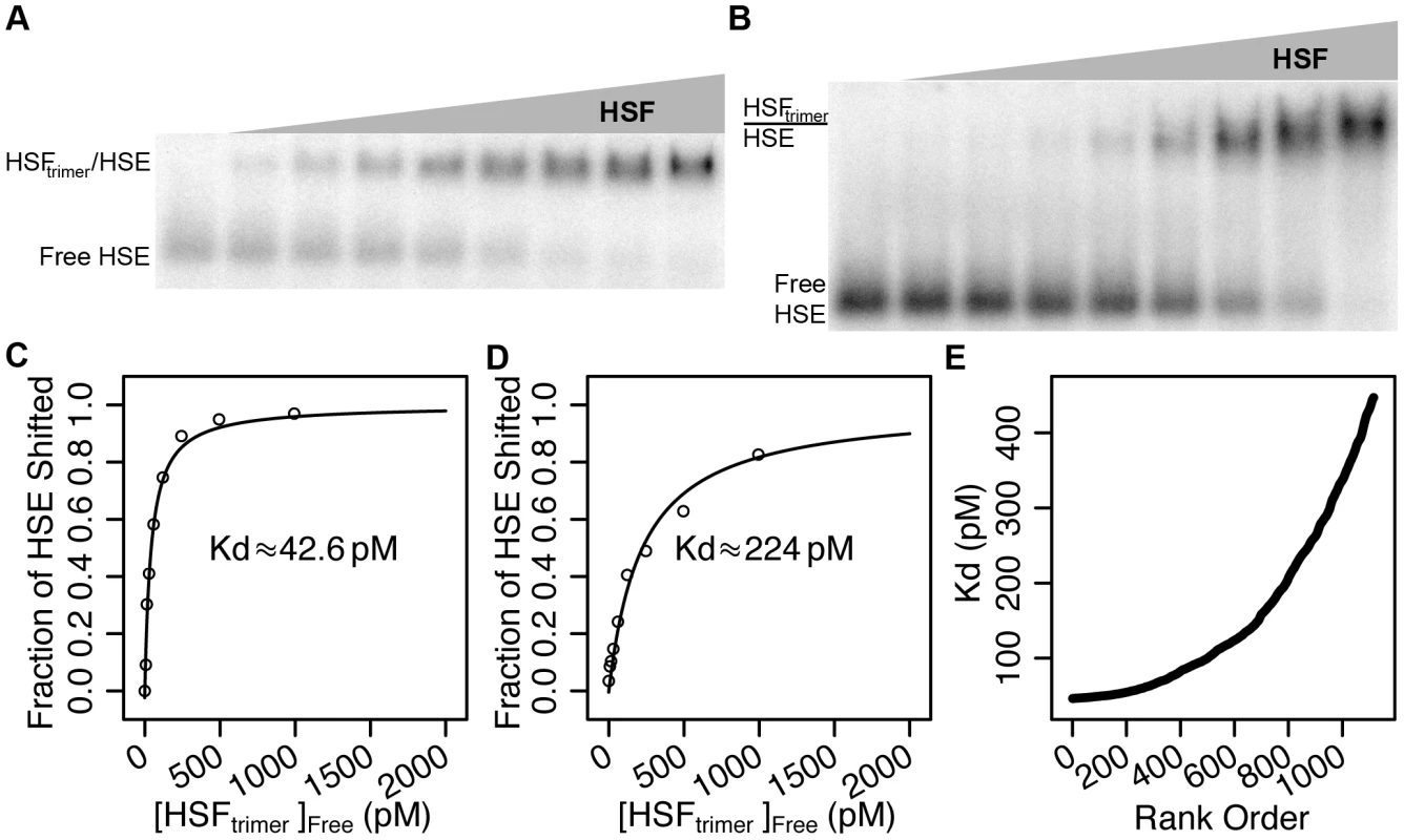 Recombinant HSF binds HSEs with picomolar affinity in vitro.