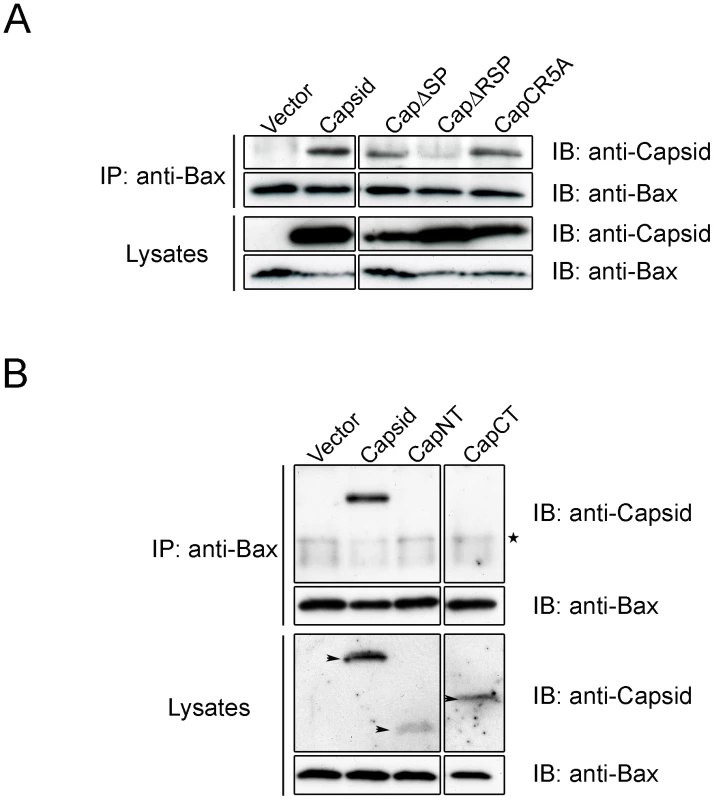 The carboxyl-terminal R motif in capsid protein is required for binding to Bax.