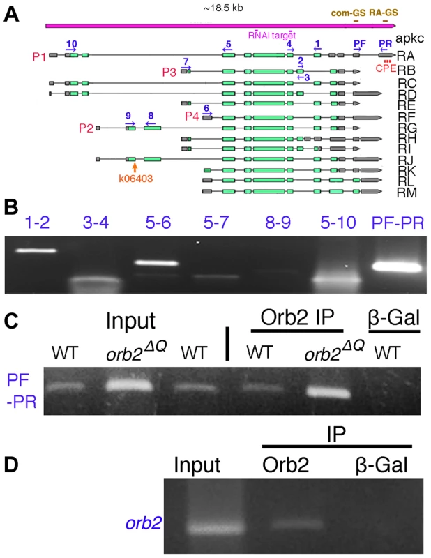 <i>apkc-RA</i> and <i>orb2</i> mRNAs associate with Orb2 <i>in vivo</i>.
