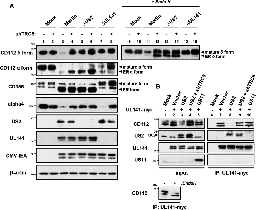 UL141 retains CD112 in the ER and enhances US2 mediated degradation.