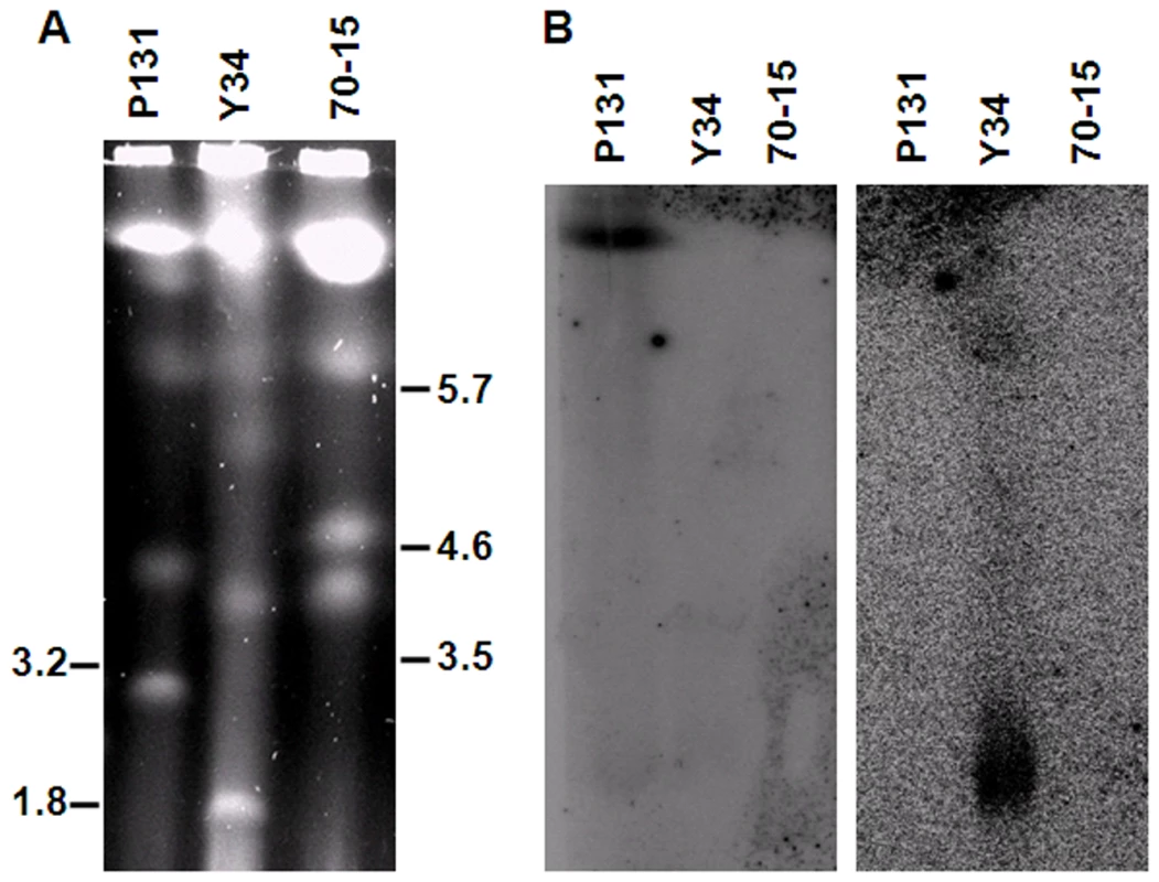 Electrokaryotypes of P131, Y34, and 70-15 and Southern blot analyses.