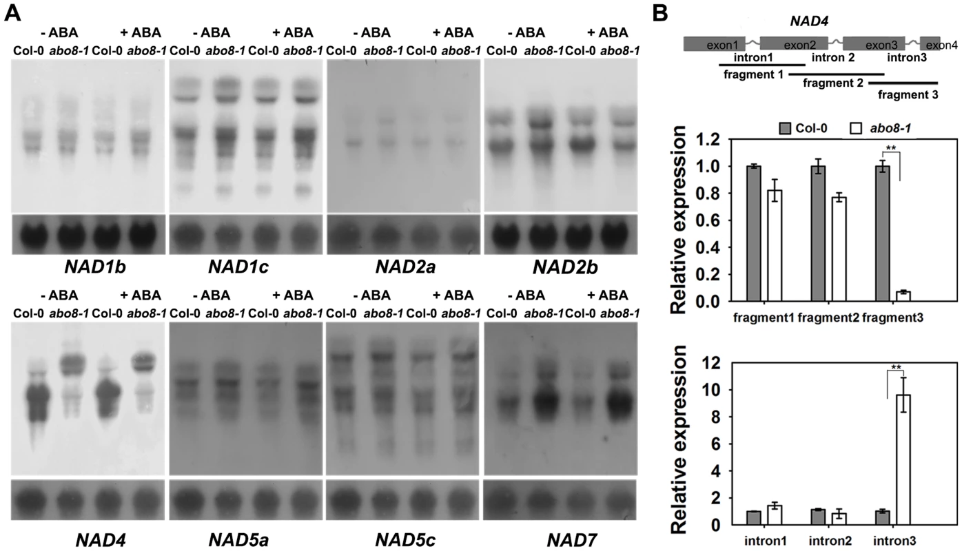 ABO8 regulates the splicing of <i>NAD4</i> intron 3.