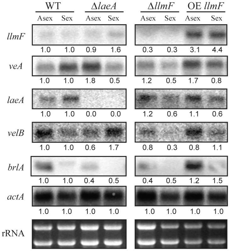 Expression of the velvet complex members is not increased in ΔllmF strains.