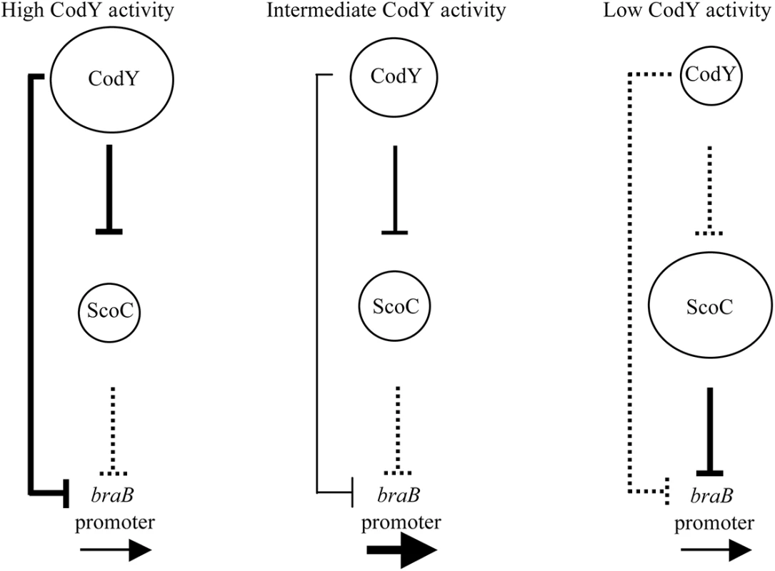 A model of regulation of the <i>braB</i> promoter by the combined actions of CodY and ScoC.