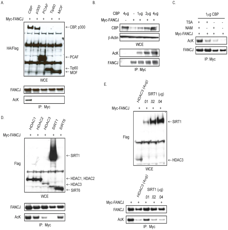 CBP promotes, and HDAC3 and SIRT1 reduce, FANCJ acetylation.