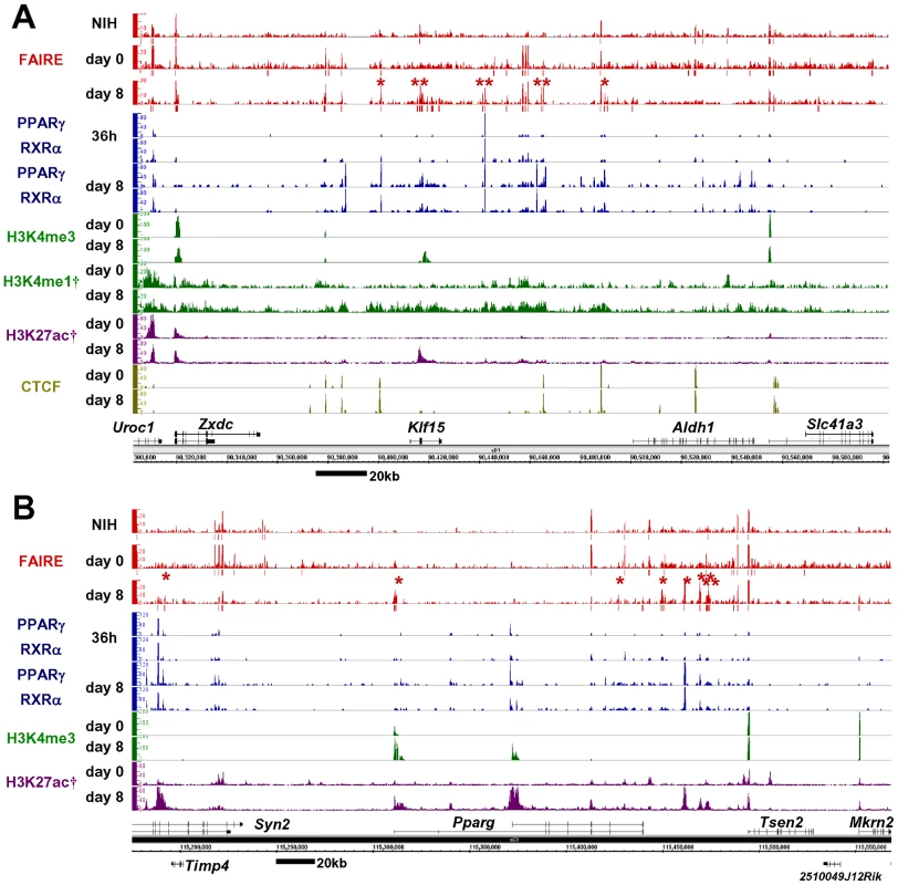 Genome-wide profiling of open chromatin regions by FAIRE-seq in 3T3-L1 adipocyte differentiation.