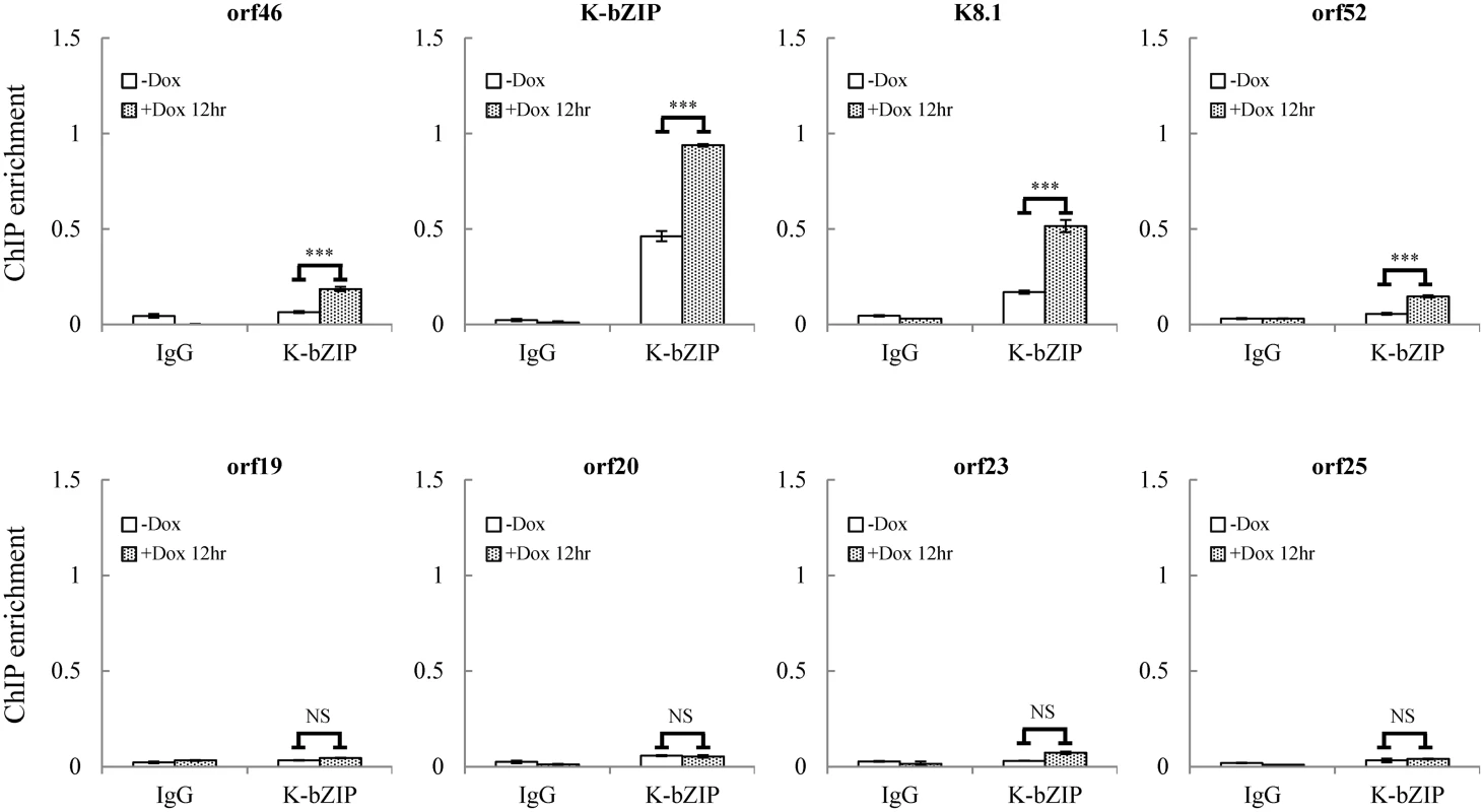 K-bZIP binding on selected KSHV promoters in TREx-F3H3-K-Rta BCBL-1 cells.