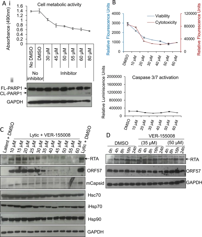 VER-155008 abrogated viral protein synthesis pre-translationally in HEK-293T rKSHV.219 cells.