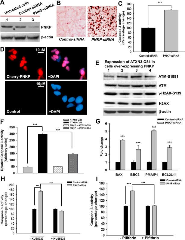 The mutant ATXN3-induced apoptotic pathway is rescued by PNKP-overexpression or inhibition of ATM and p53.