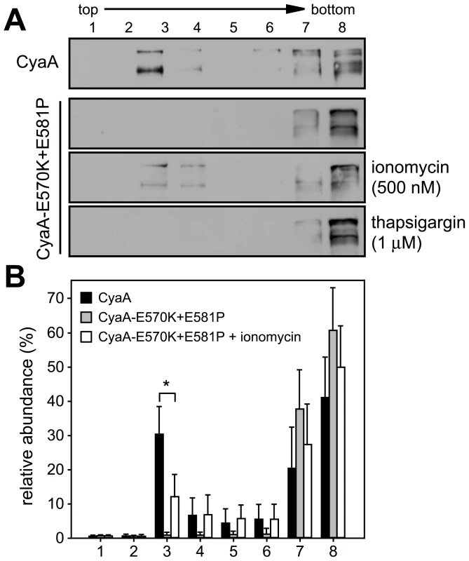 Mobilization of CyaA into lipid rafts depends on influx of extracellular Ca<sup>2+</sup> ions into cells.
