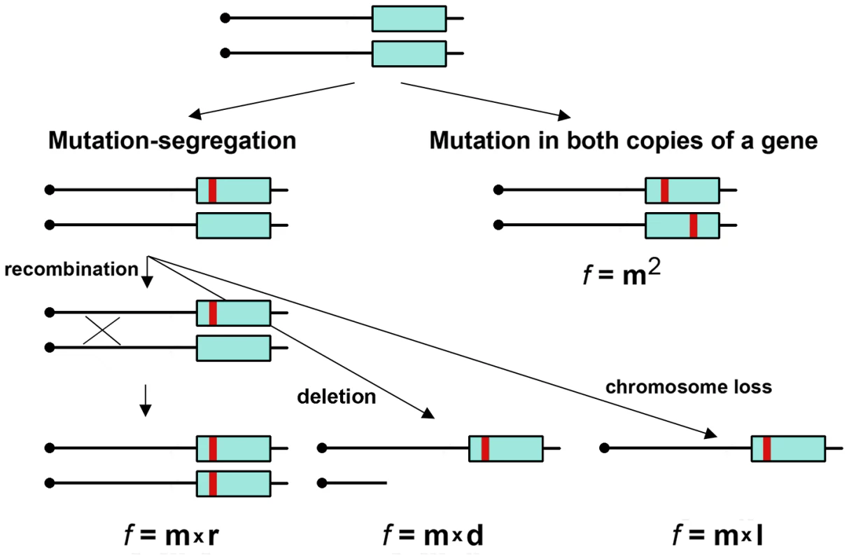 Two mechanisms of generation of mutants in diploids.