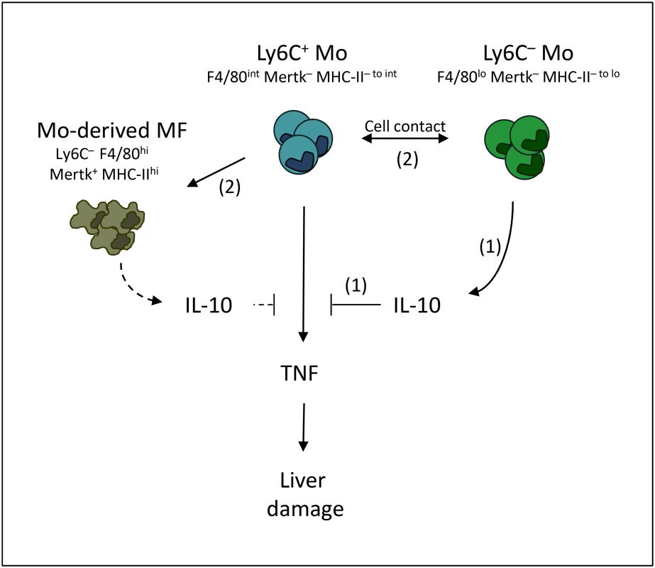 Overview of the interactions between Ly6C+ monocytes, Ly6C- monocytes and macrophages contributing to trypanotolerance.