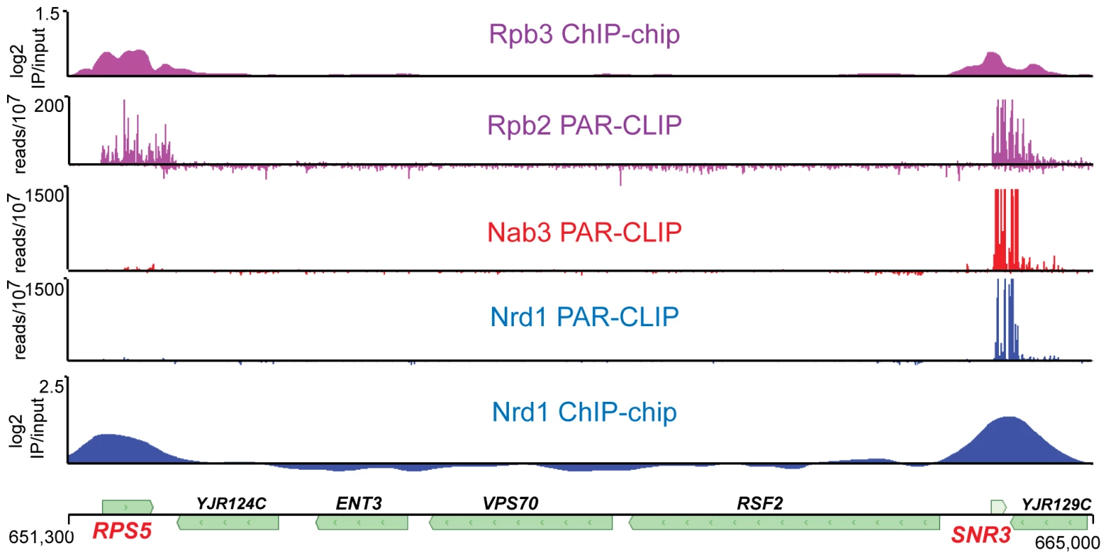 Transcriptome and chromatin mapping of Nrd1, Nab3, and Pol II on a segment of chromosome X.