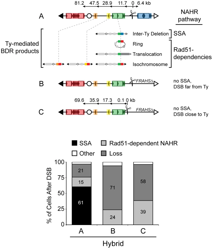 Pathway competition with DSB in unique DNA: SSA is most efficient and Rad51-dependent NAHR is inherently inefficient.