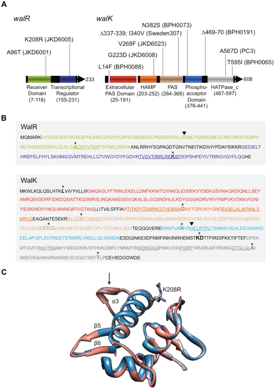 Analysis of location of <i>walKR</i> mutations detected in study isolates.