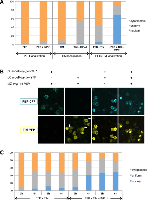 IMPα1 overexpression increases PER/TIM nuclear translocation in S2 cells.