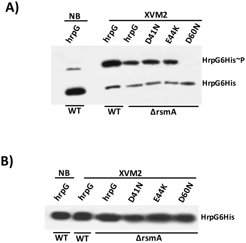 <i>In vivo</i> phosphorylation of HrpG Asp60 residue is critical to restore the virulence in the Δ<i>rsmA</i> mutant of XCC.