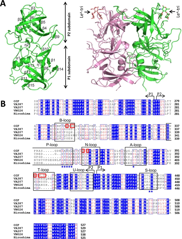 Structures (A) and the structure-based sequence alignment (B) of the P domains of OIF virus.