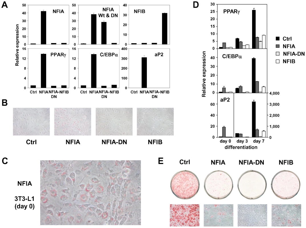 Overexpression of NFIA, NFIB, and dominant negative NFIA in 3T3-L1 cells.