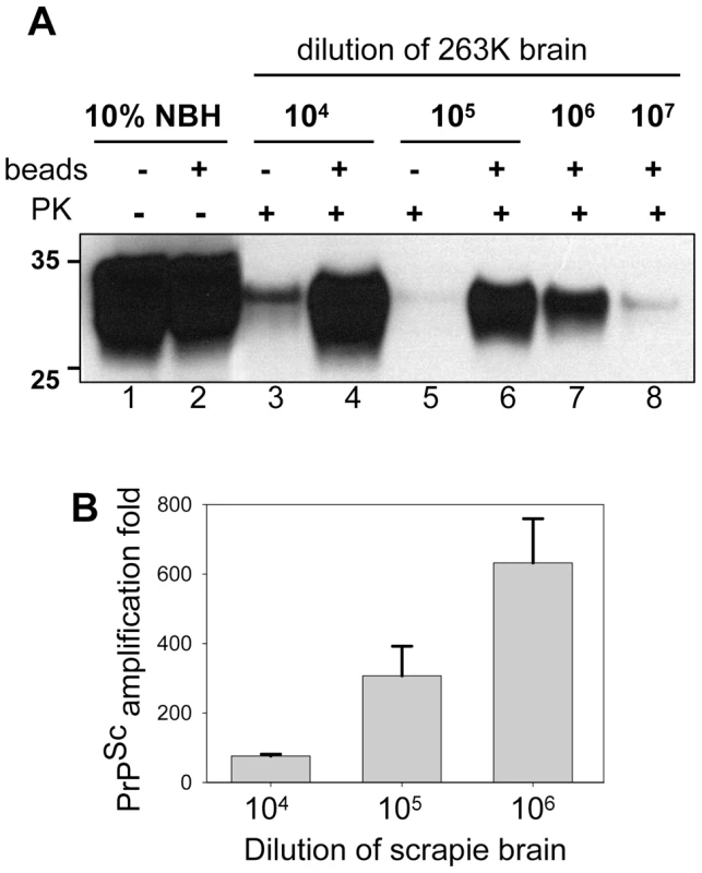 Beads improve the sensitivity of PrP<sup>Sc</sup> detection.