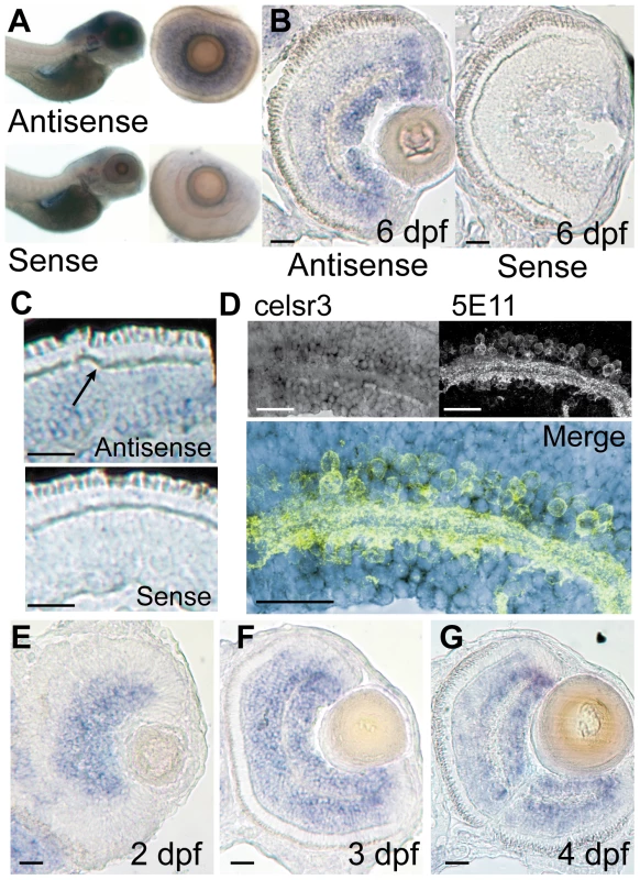 <i>celsr3</i> is abundant within amacrine and ganglion cell layers of the retina.