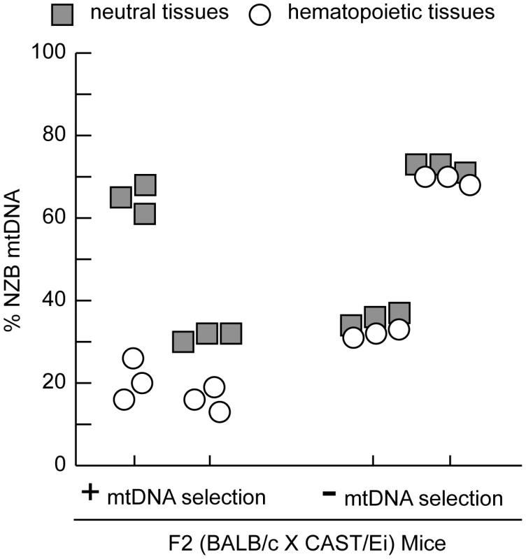 MtDNA segregation in hematopoietic tissues of 12-month-old heteroplasmic F2 (BALB/c X CAST/Ei) mice.